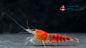 Preview: Set 10 x Pure Red Crystal Garnelen