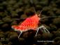 Preview: Set 10 x Pure Red Crystal Garnelen