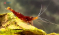 Preview: Set 20 x Goldpunktgarnelen / Yellow Cheek - Caridina spinata