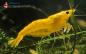 Preview: Set 50 x Yellow Fire Lemon Garnelen