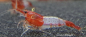 Preview: Red Rili Garnele