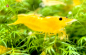 Preview: Set 50 x Yellow Fire Lemon Garnelen