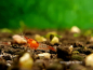Preview: Red Rili Garnele