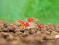 Preview: Red Rili Garnele