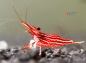 Preview: Set 10 x Caridina Striata Red Line Garnelen