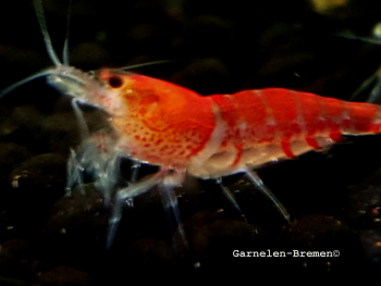 Pure Red Crystal Garnelen