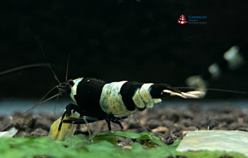 Preview: Set 10 x Taiwan Bee Black Garnelen