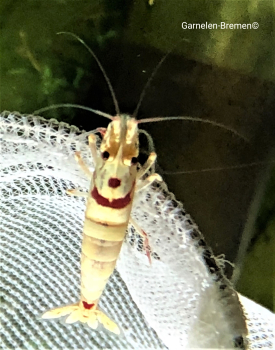 Preview: 10 x Red Bee Smiley Garnelen Zuchtgruppe