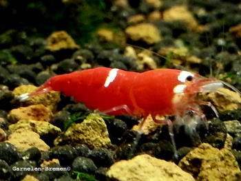 Preview: Super Crystal Red single lined Garnele