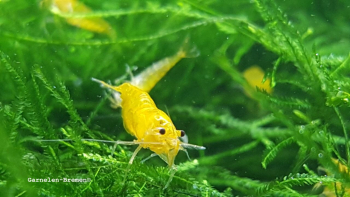 Preview: Set 50 x Yellow Fire Lemon Garnelen