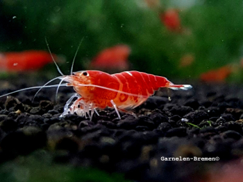 Super Crystal Red single lined Garnele