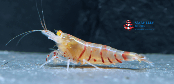 Red Tiger OE Garnele