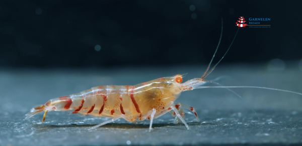Red Tiger OE Garnele
