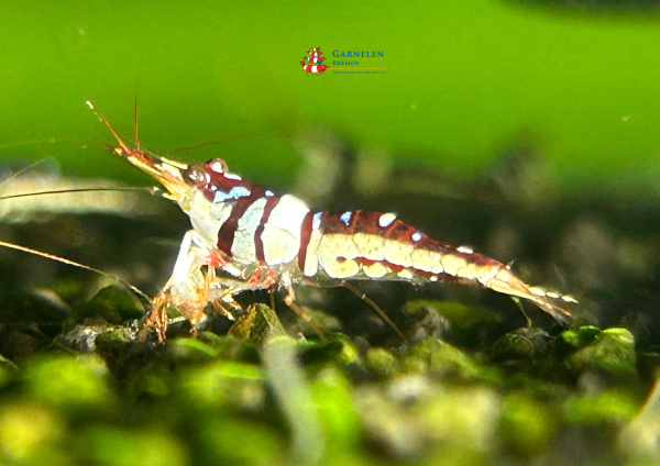 Set 10 x Caridina woltereckae - Harlekingarnele