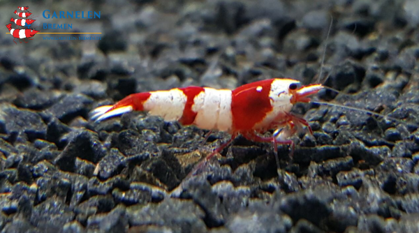 Red Bee Grade A, B, S Garnele