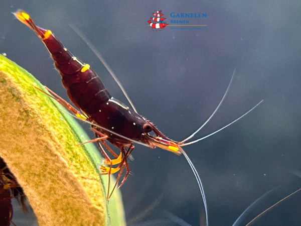 Set 10 x Goldpunktgarnelen / Yellow Cheek - Caridina spinata