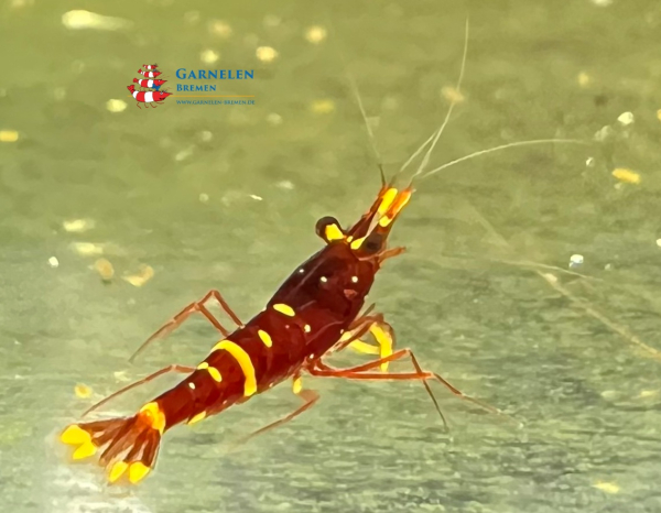 Set 20 x Goldpunktgarnelen / Yellow Cheek - Caridina spinata