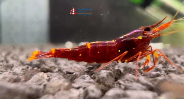 Set 20 x Goldpunktgarnelen / Yellow Cheek - Caridina spinata