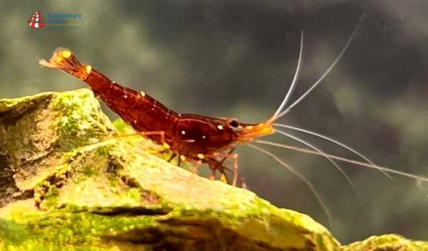 Set 10 x Goldpunktgarnelen / Yellow Cheek - Caridina spinata