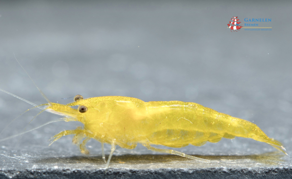 Set 50 x Yellow Fire Lemon Garnelen