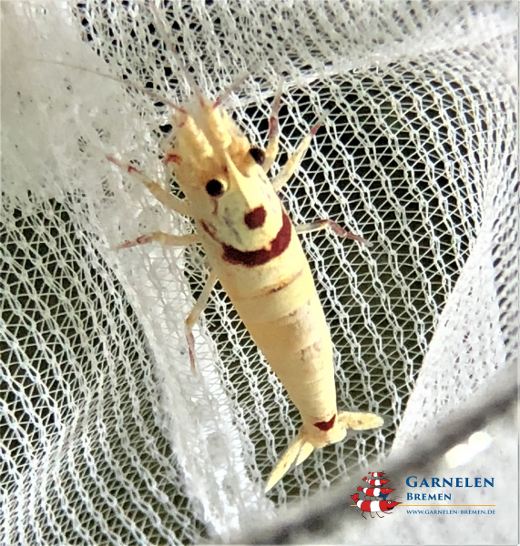 10 x Red Bee Smiley Garnelen Zuchtgruppe