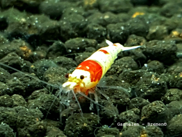 Red Bee double Hinomaru PRL Garnele