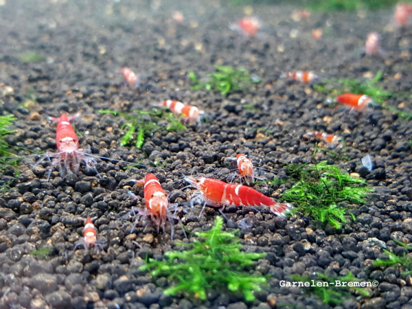 Super Crystal Red Garnele