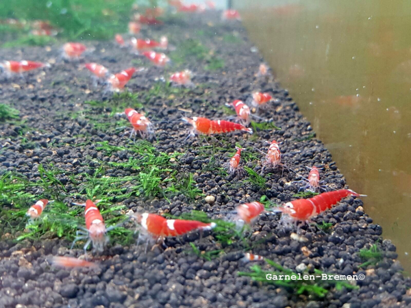 Super Crystal Red Garnele