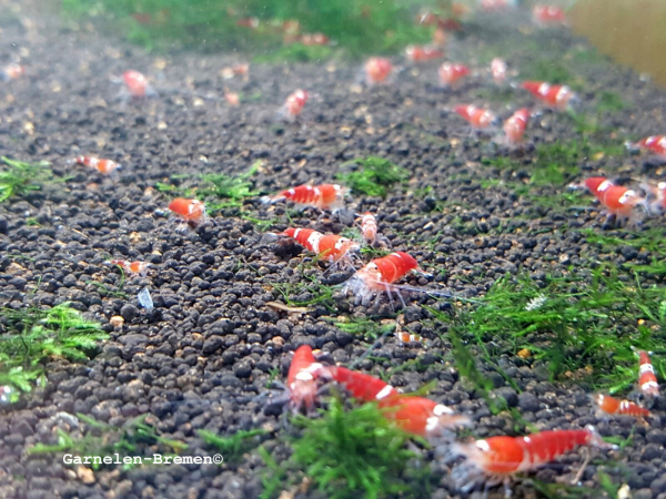 Set 10 x Super Crystal Red Garnelen