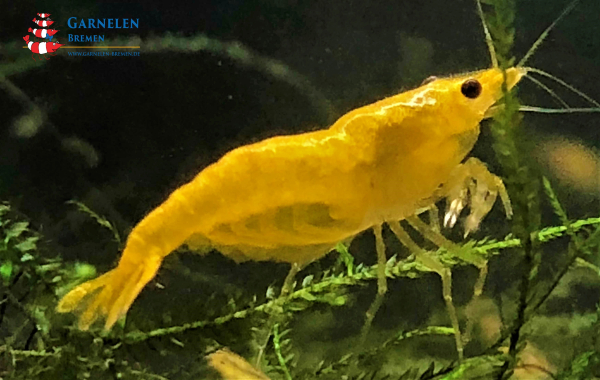Set 50 x Yellow Fire Lemon Garnelen