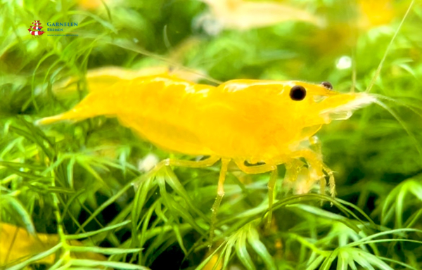 Set 50 x Yellow Fire Lemon Garnelen