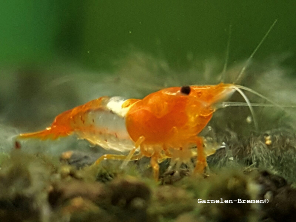 Orange Rili Garnele