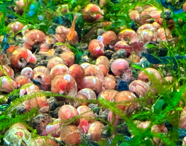 Ausselektierte Orange-braune Posthornschnecke