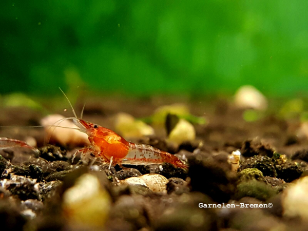 Red Rili Garnele