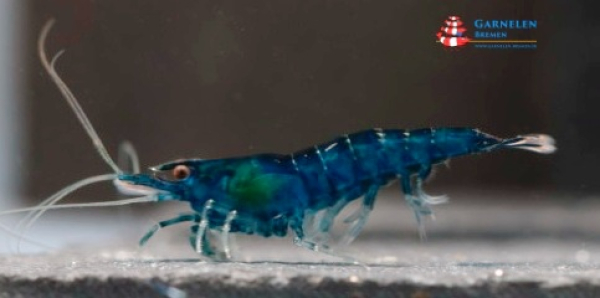 10 x Blue Sapphire Garnelen Zuchtgruppe