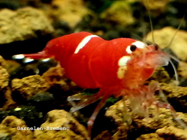 Super Crystal Red single lined Garnele