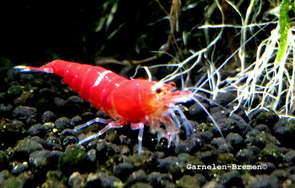 Super Crystal Red single lined Garnele