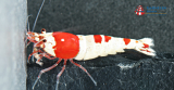 Set 10 x Red Bee 