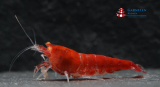 Set 10 x Red Devil Garnelen