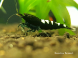 Black Pinto Zebra Garnele