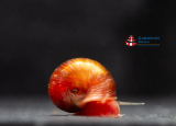 Orange-braune Posthornschnecke