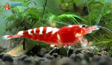 Set 10 x Red Pinto Zebra Garnelen