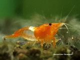 Set 10 x Orange Rili Garnelen